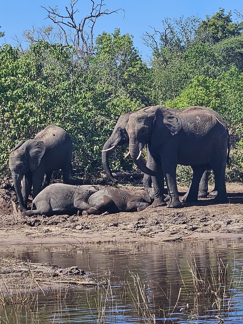 Elephant family at the waterhole